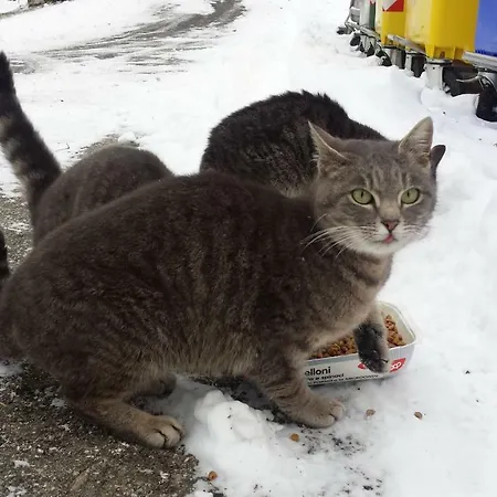 La Casa Nel Bosco-senza Auto Landhuis Ponte della Venturina