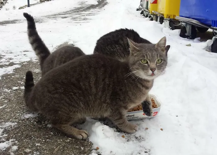 La Casa Nel Bosco-senza Auto Casa de Campo Ponte della Venturina